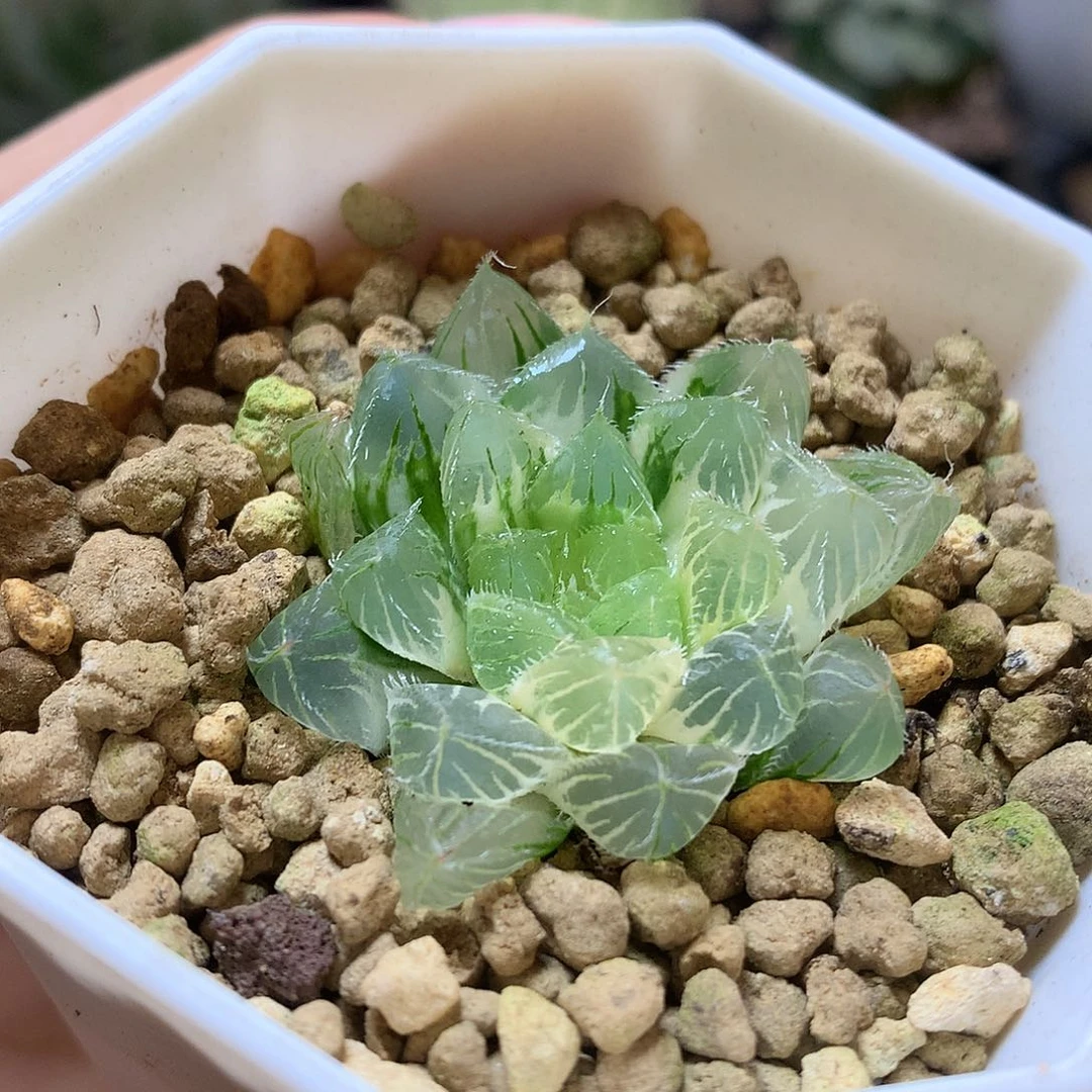 冰魄玉露锦带盆土发货ton