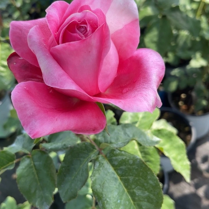 火热印象 福利款 584