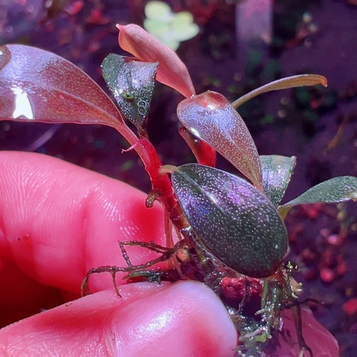 福利49号福利价植物一头