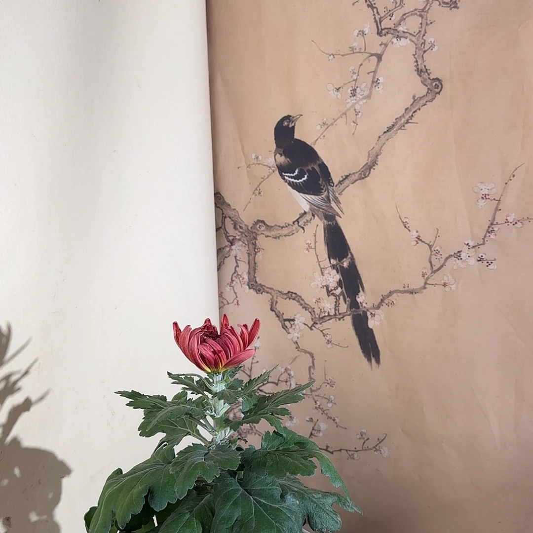 全部花朵G66666666