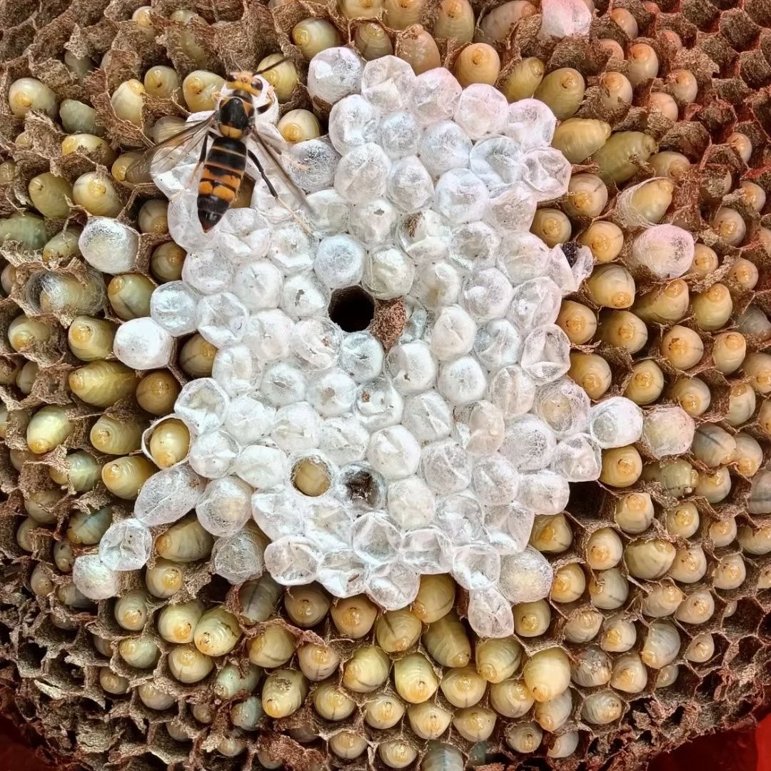 云南新鲜冰冻野生马蜂生虎头蜂四级小土蜂小黄蜂蜂蛹幼虫油炸即食