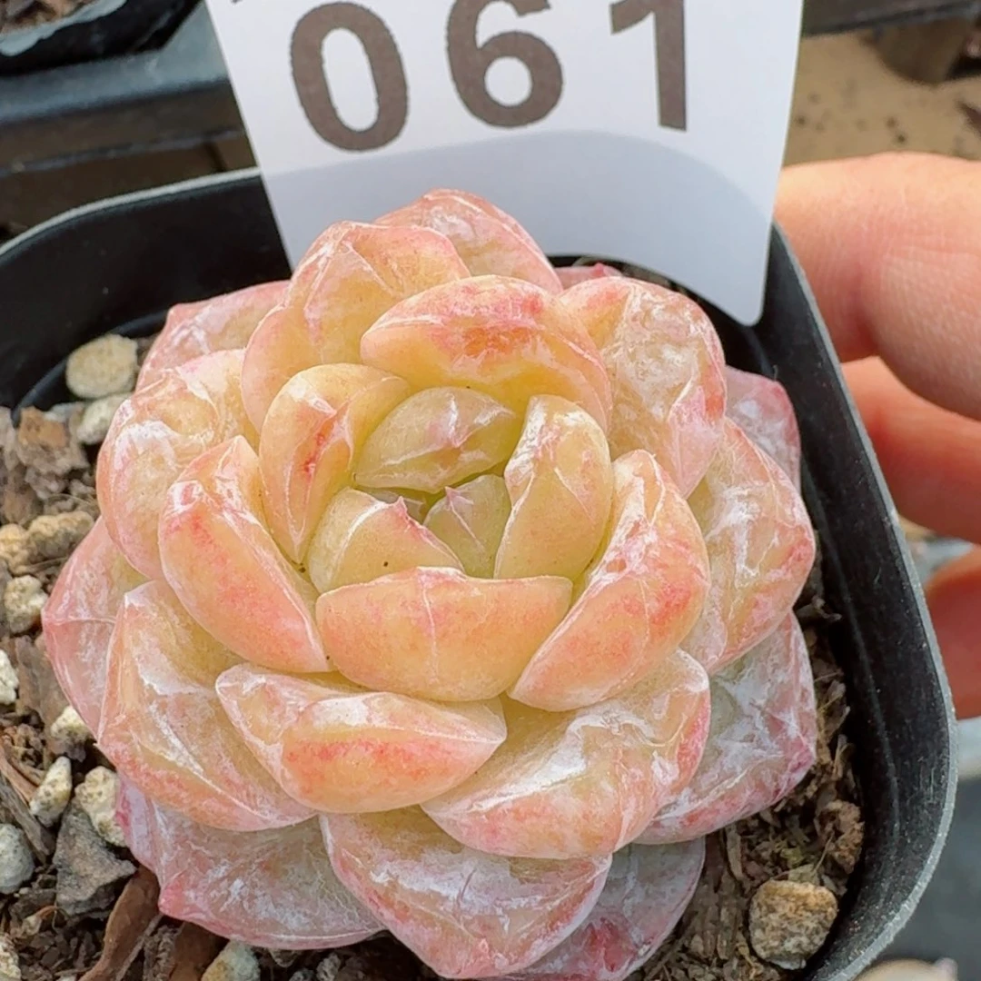 石化霜花专拍         精品多肉