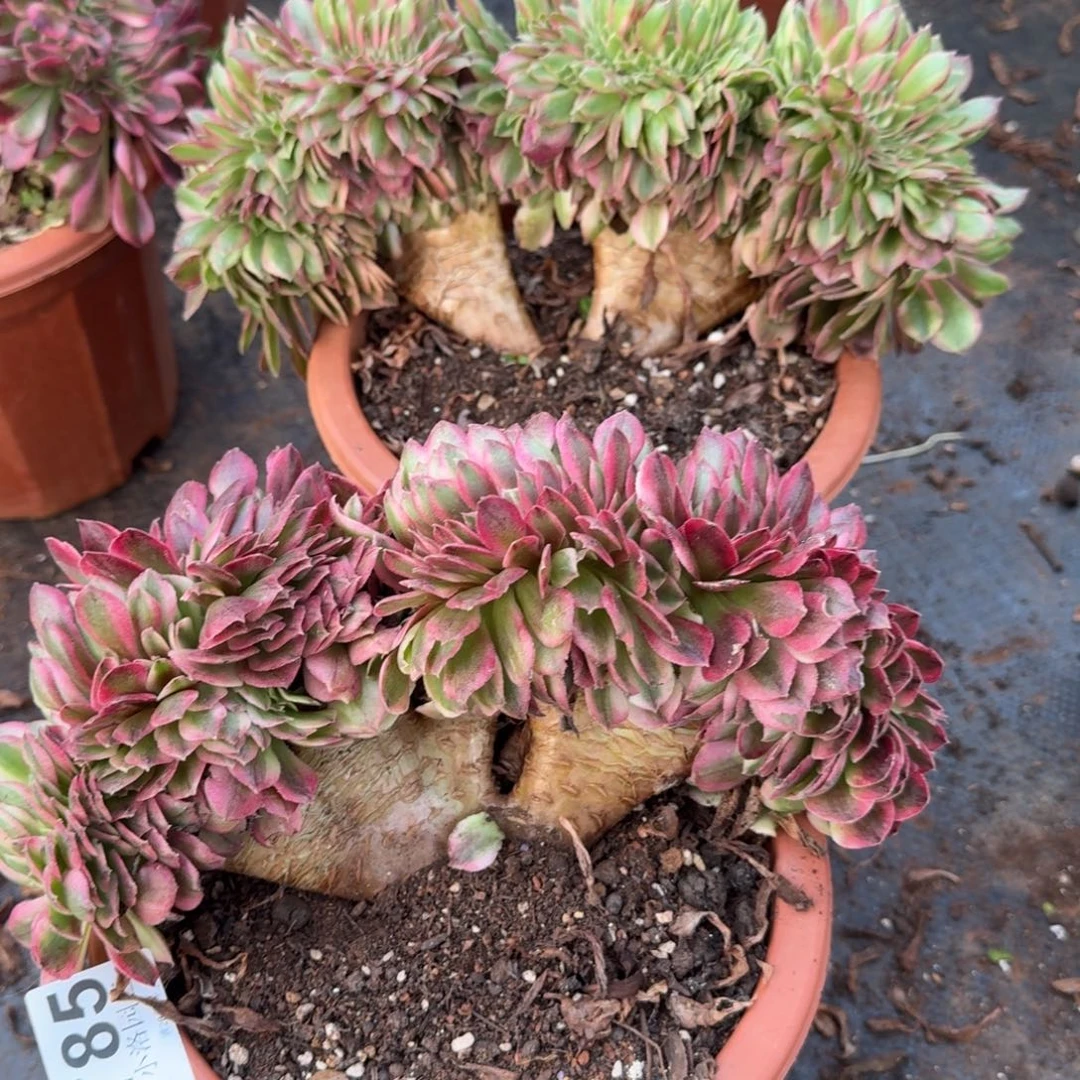 785两颗缀化多肉植物满28包邮