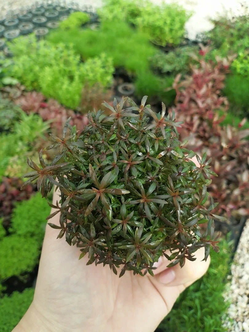 【后景草·紫百叶】新手懒人水草坨草鱼缸造景鱼缸水草坨草后景水草