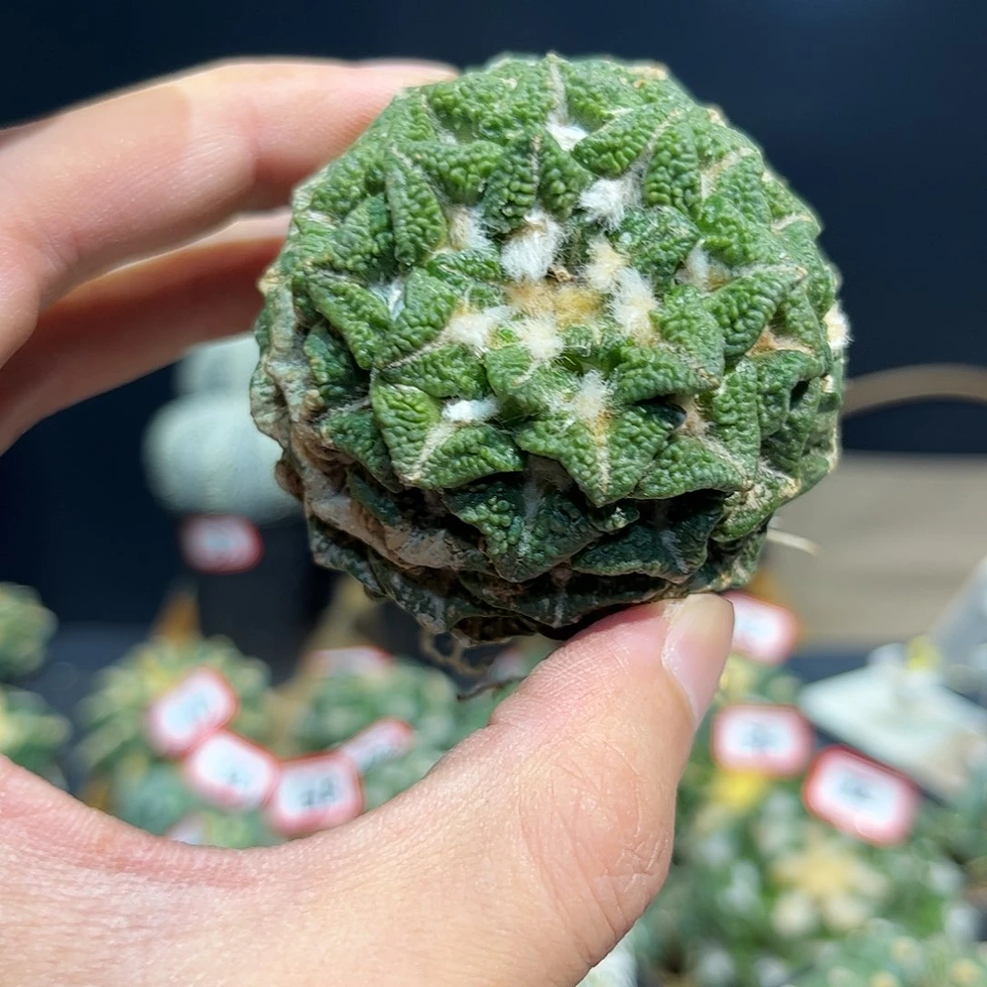 80号自根大尤黑牡丹