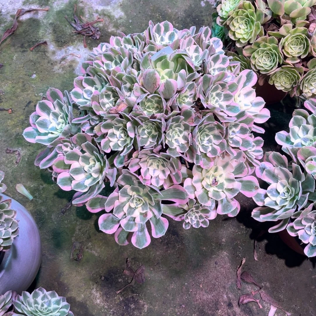 多肉植物女巫0113