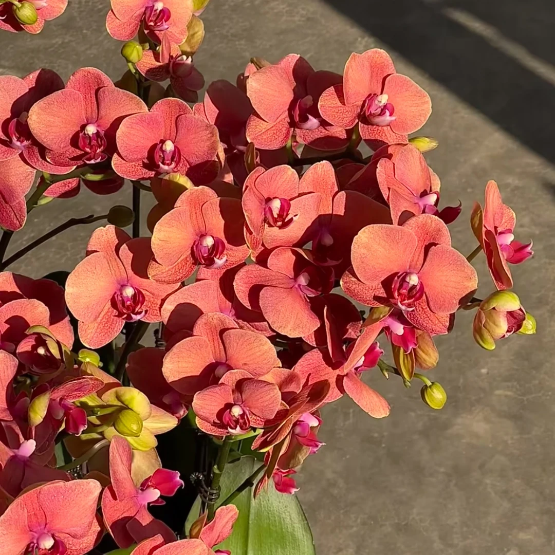 金桔 蝴蝶兰年宵花盆栽花卉多年生室内阳台易养护爆花强