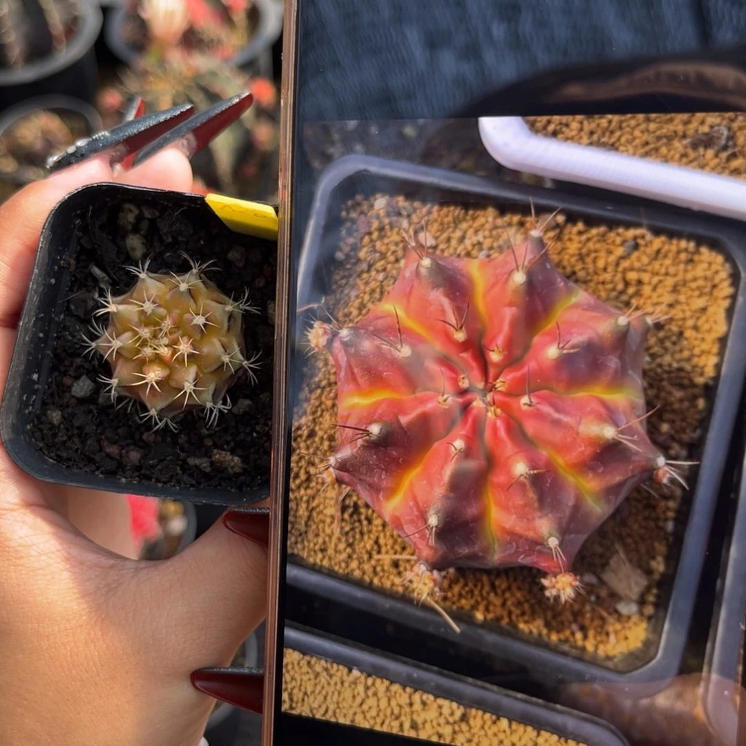 A28 绿魔 侧牙 带盆土发货