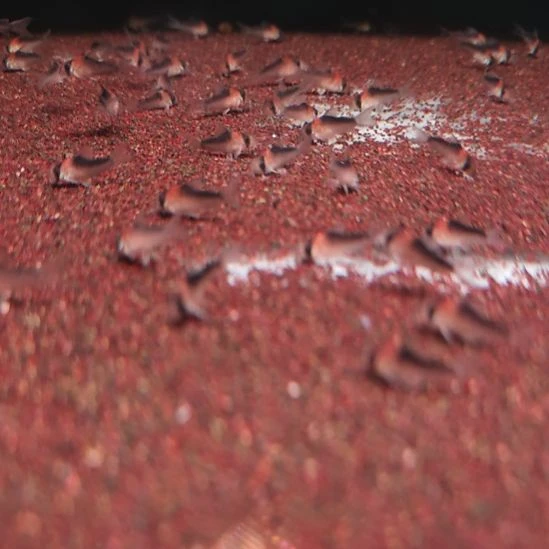 鼠鱼黑金红头2.5/3  5只   顺丰