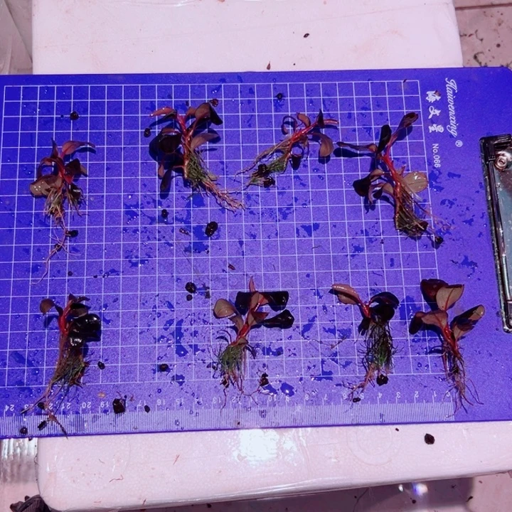 无花朵福利辣椒榕挚友