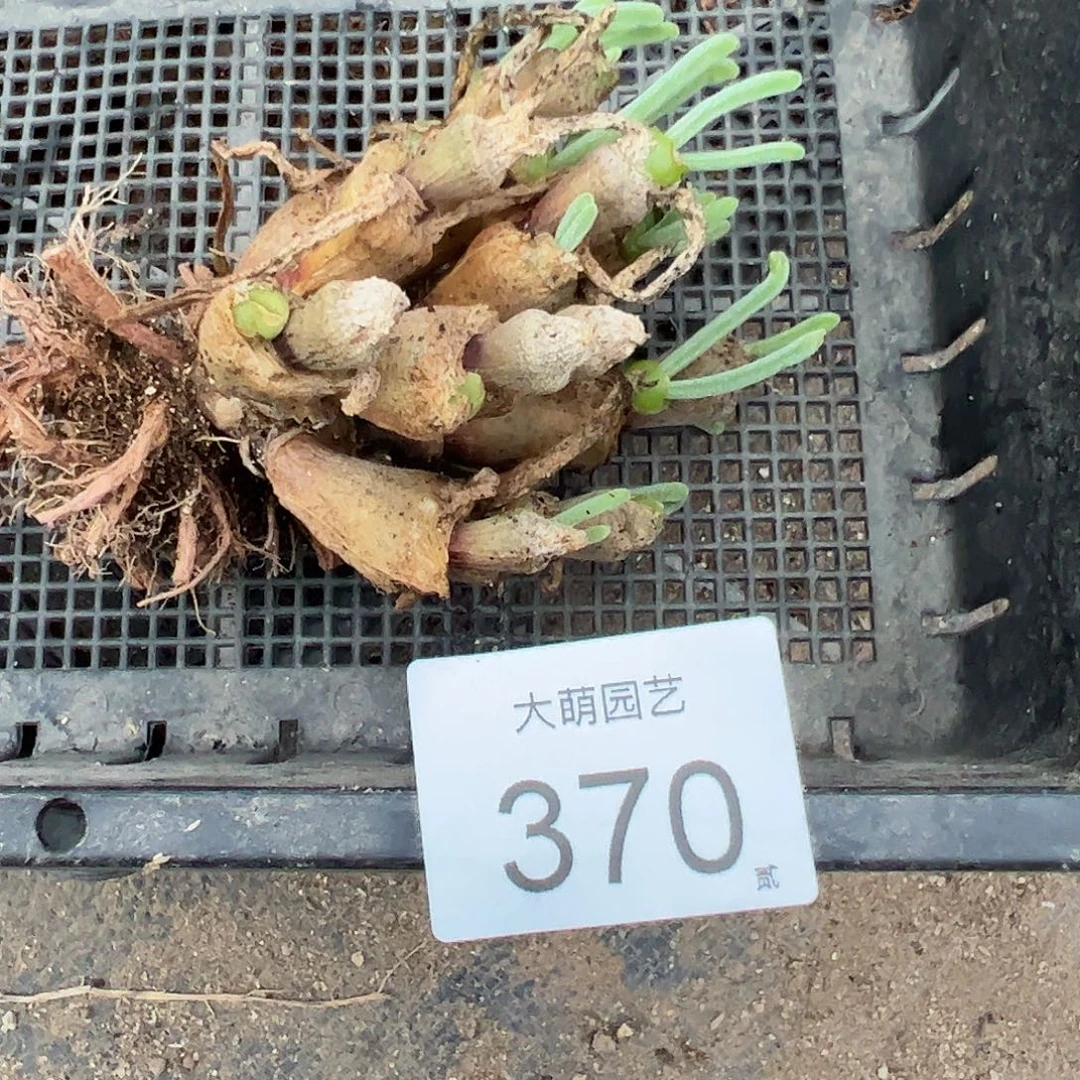 四***圆一物一拍。          370
