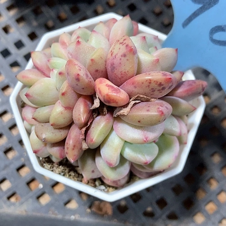 多肉植物909多肉