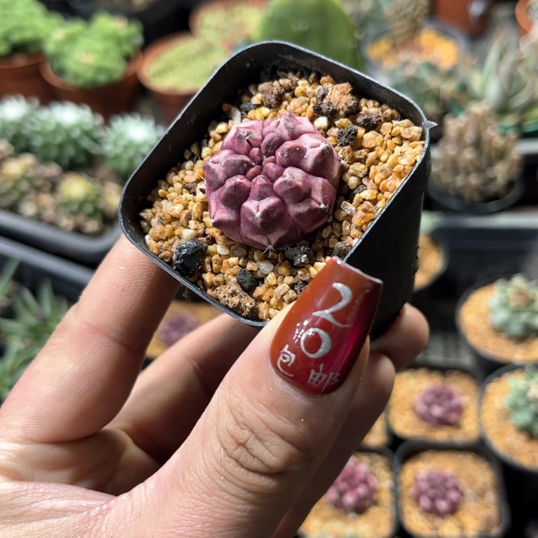 单头精选梦想单头发货有根