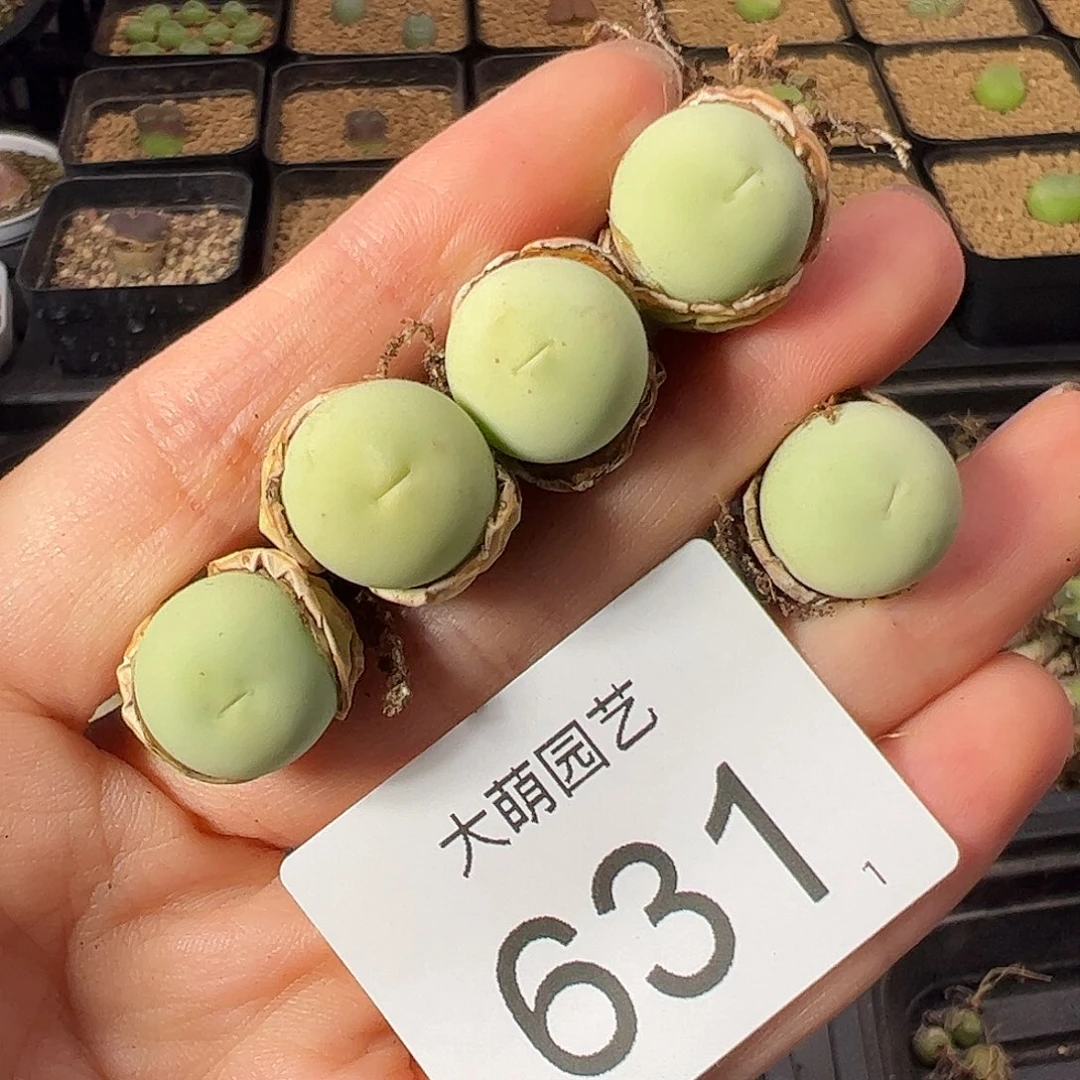 一物一拍               631