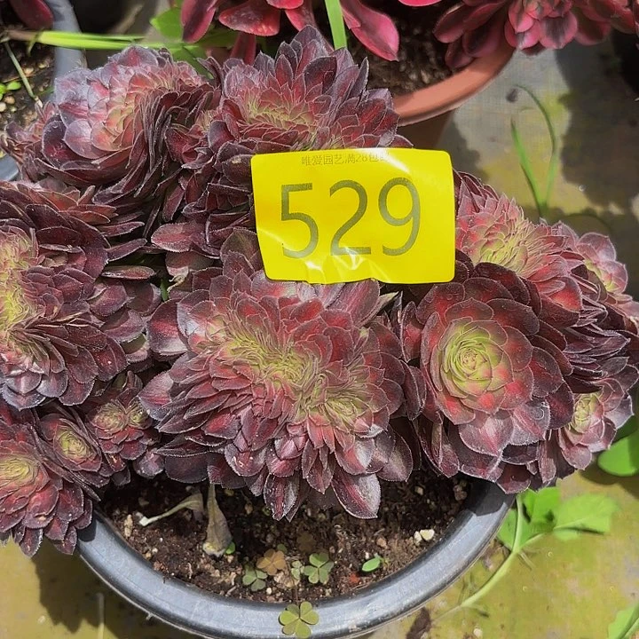 y*多肉植物福利529