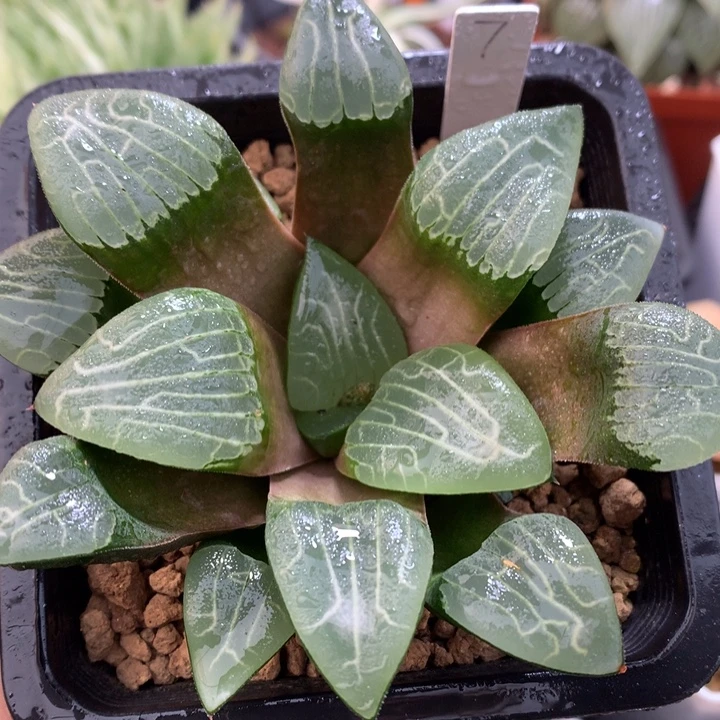 实生jp克，带盆一起