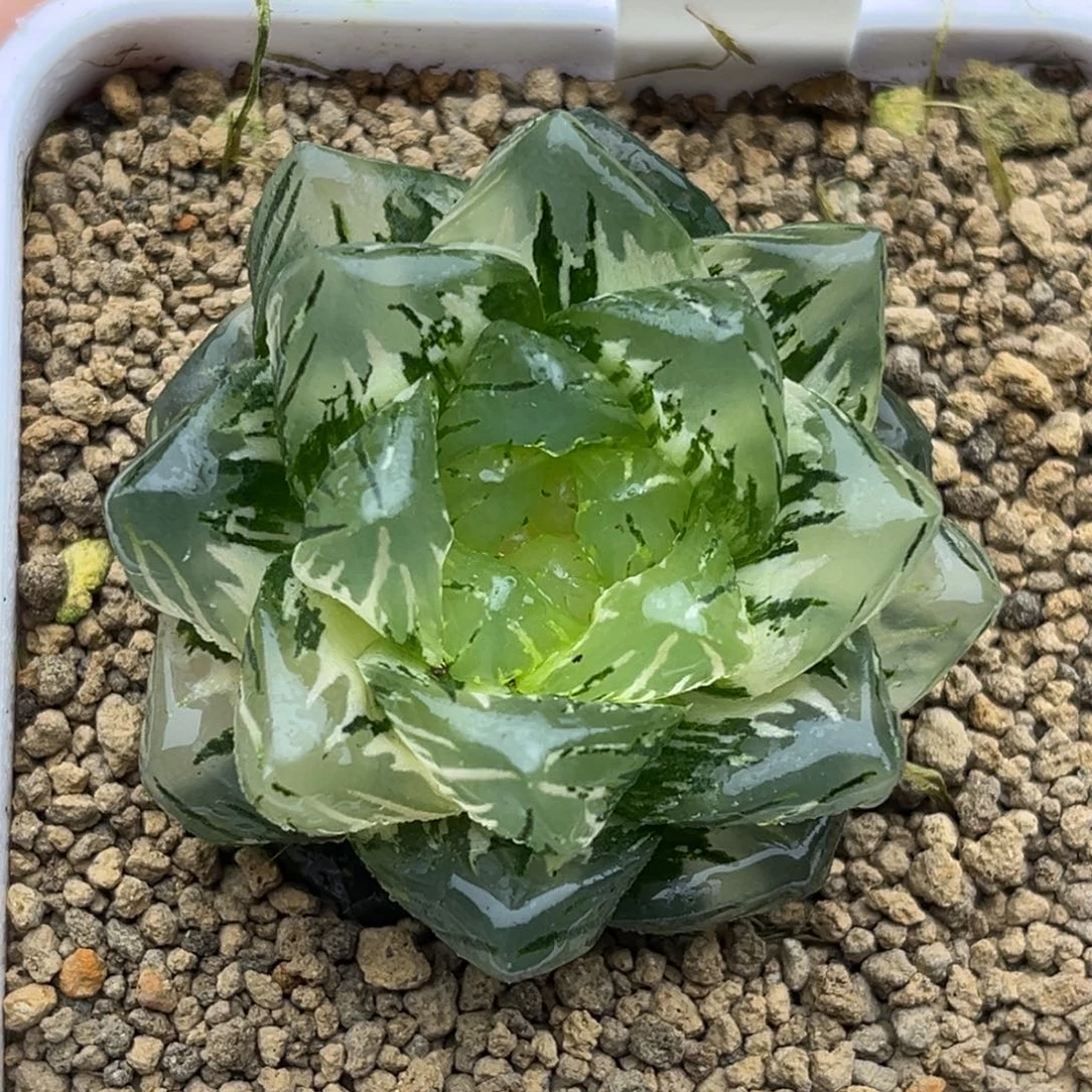 193巨大化龙鳞玉露锦福利专场