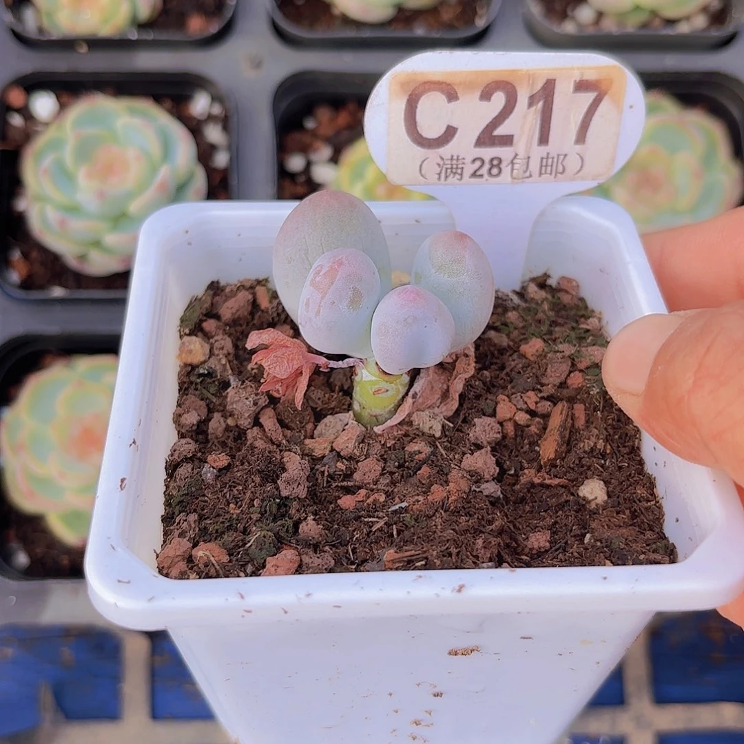 C217Mike奶一物一拍