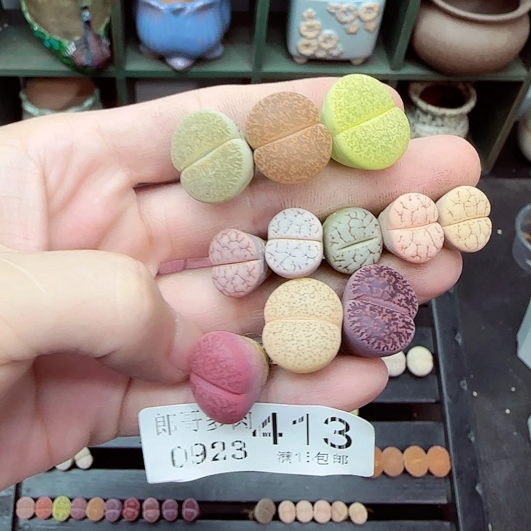 糯***2满满18包邮0923-413