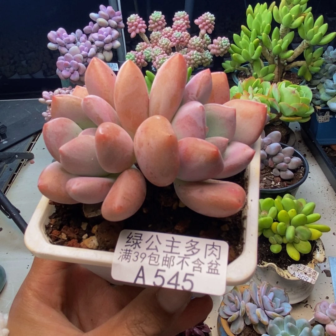545奥普琳娜多肉7cm