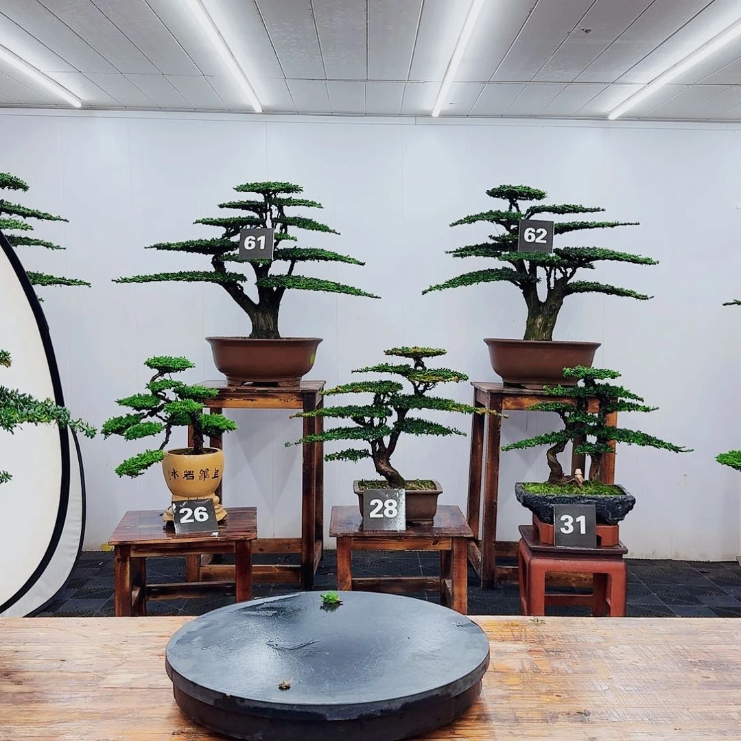 无花朵祥****服00000000000