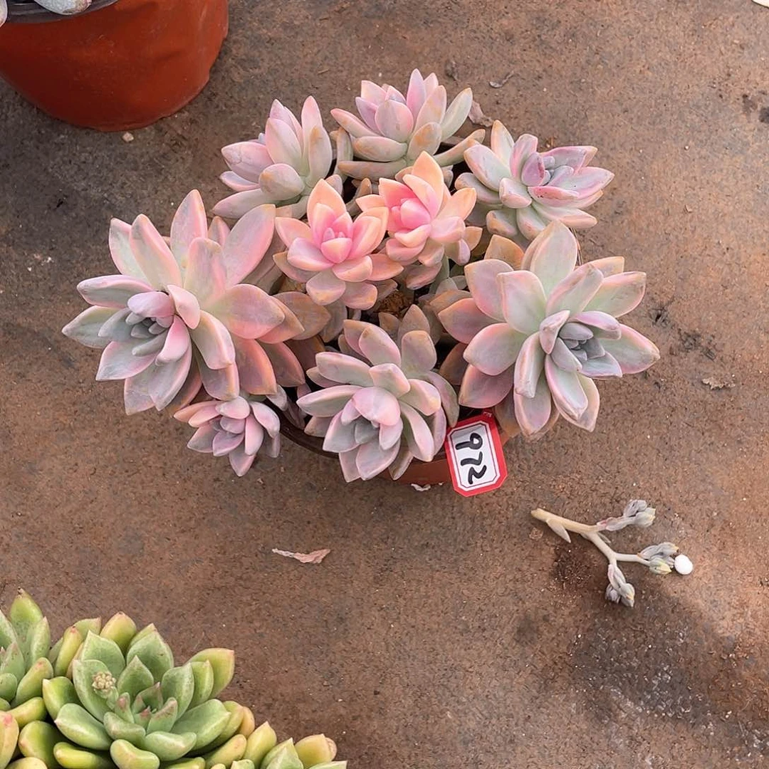 972淡雪锦 一物一拍多肉