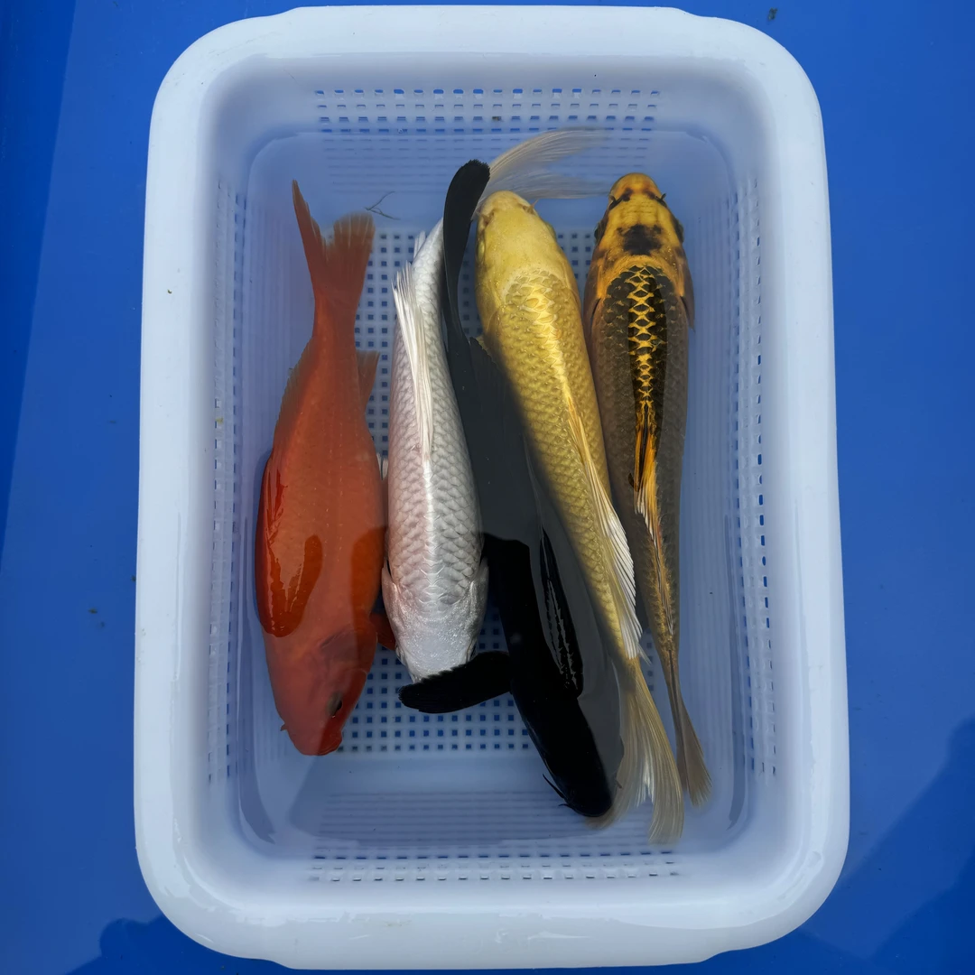 锦鲤草金 1红草1黄1白1黑1松叶（17-20厘米）5条观赏鱼