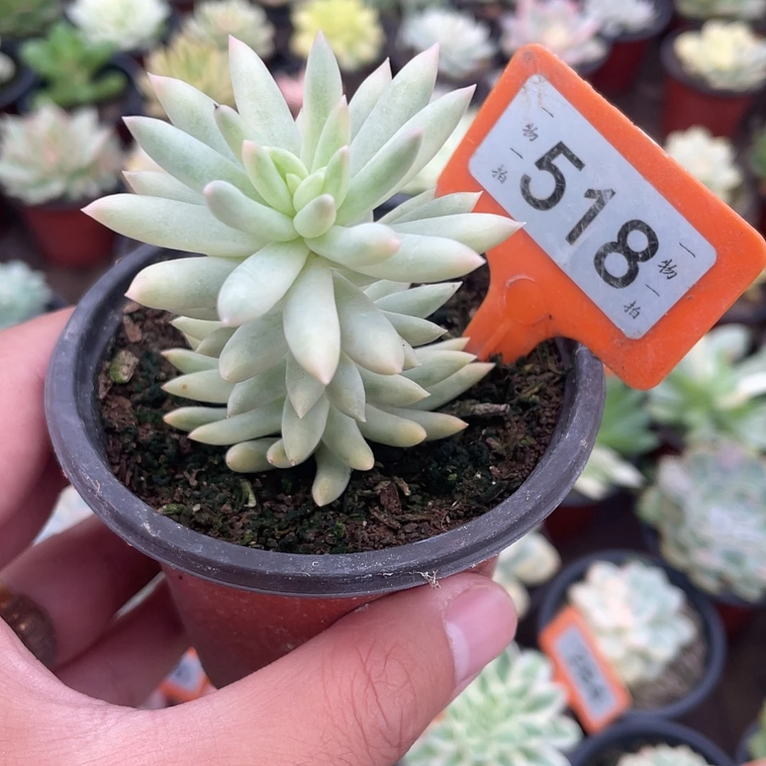 树冰锦518号多肉植物