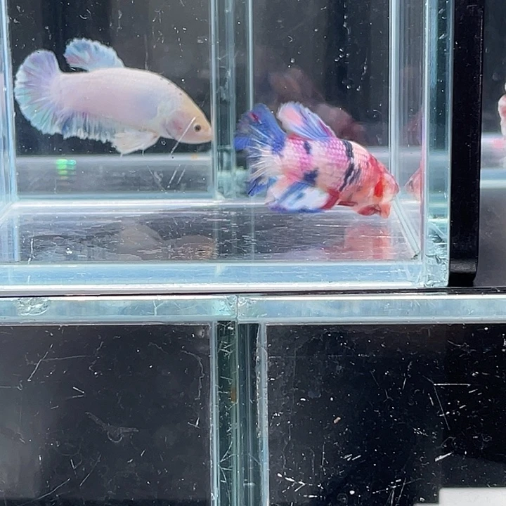 斗鱼活体不退不换谢谢