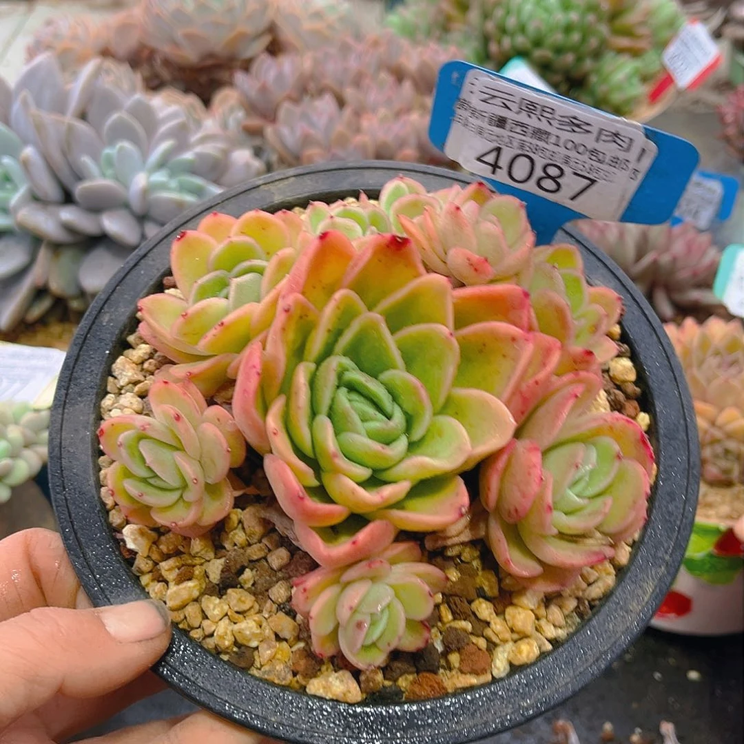 4087原始冰玫瑰。