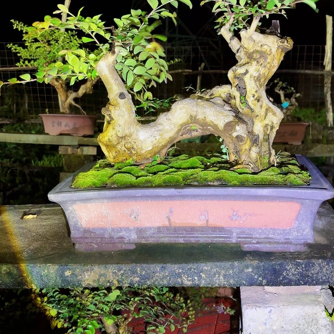当前无花朵，栽培后可花朵