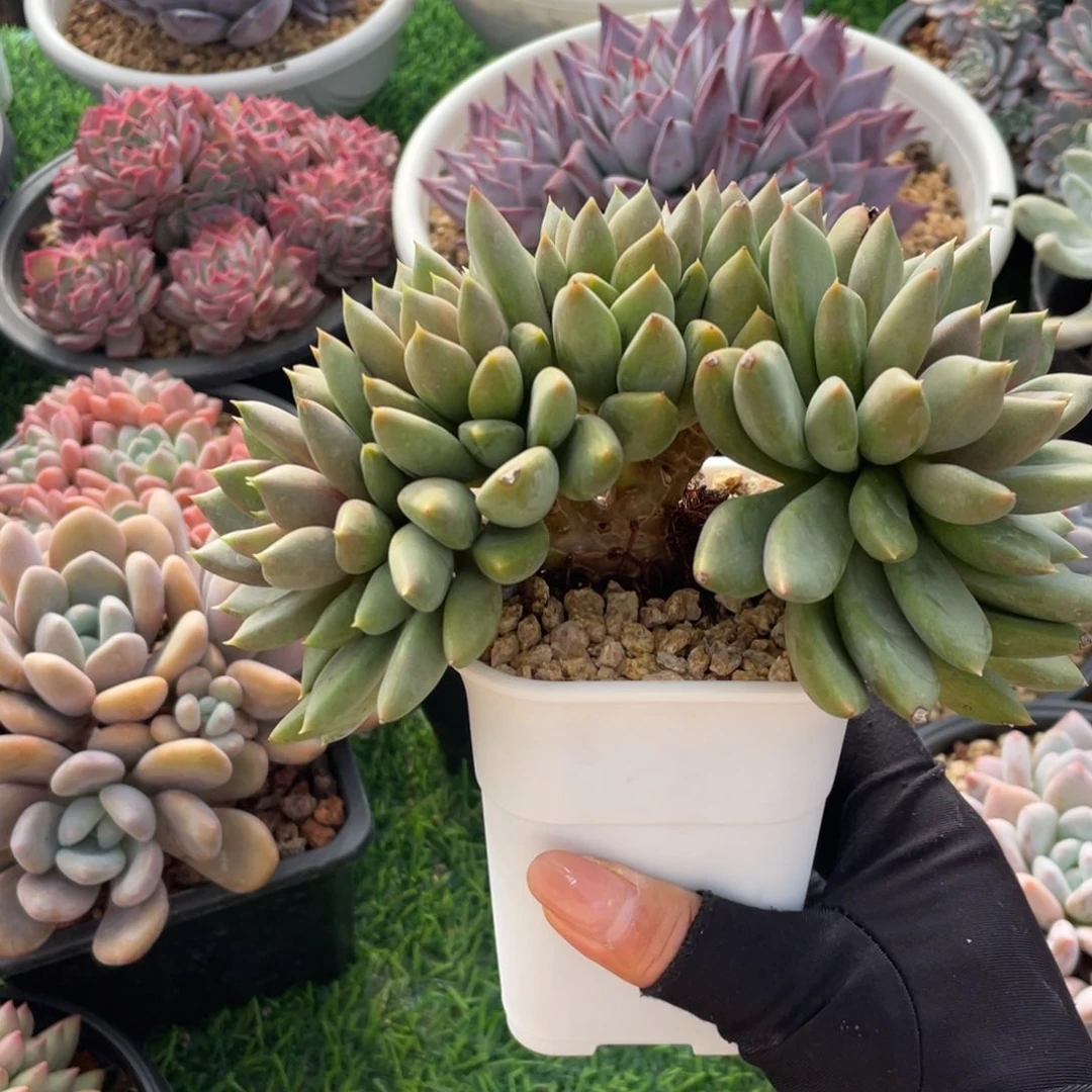 红象牙冠幅16 公分一物一拍