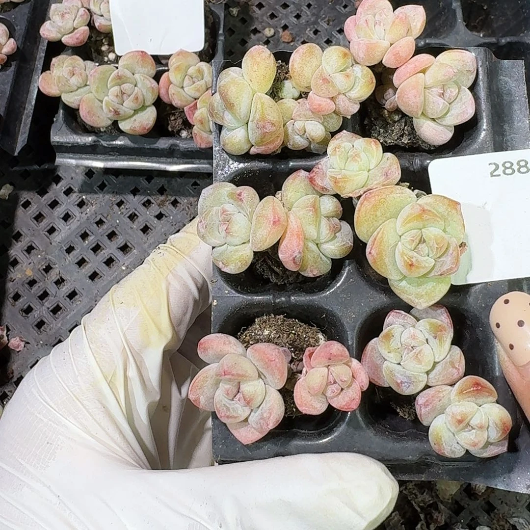 小***姐288 号到手1框～一物一拍