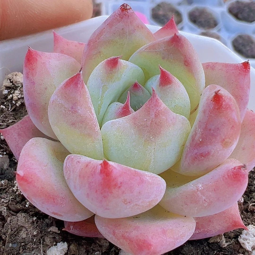单头白拉糖19包邮多肉