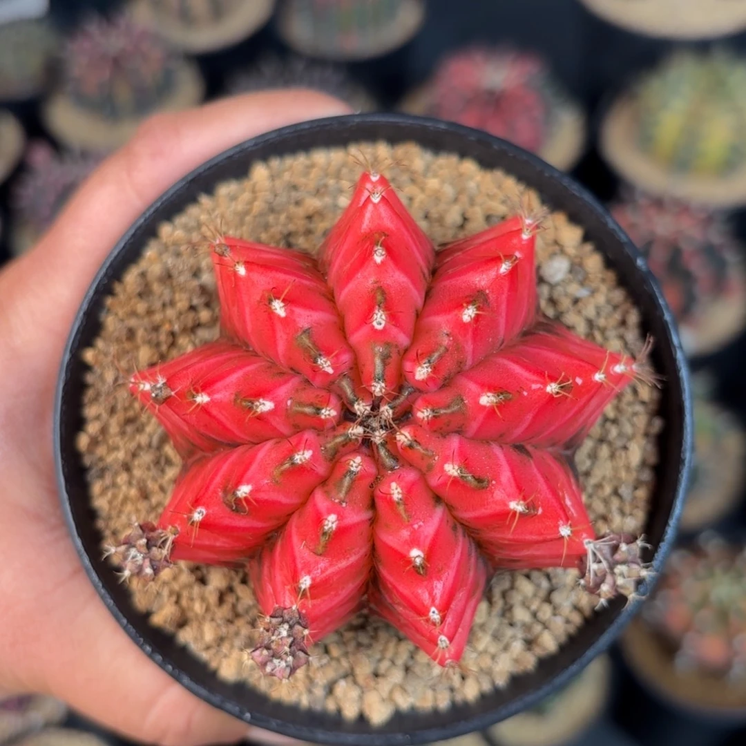 泰系米哈实生母本有点不周正99