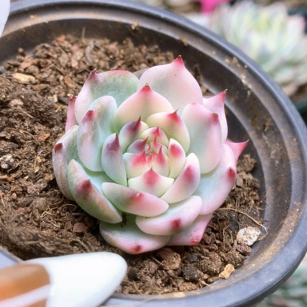 066锦锦锦锦锦锦锦