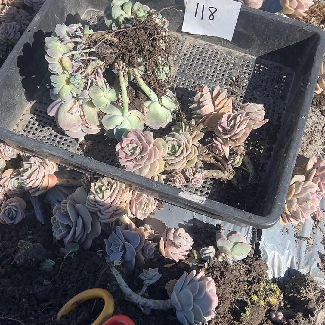 a****。128不售后2颗可爱