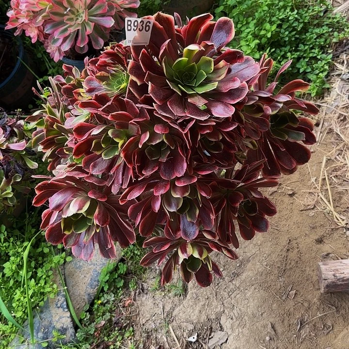 欧嘉莉3-22-936偏远不包邮