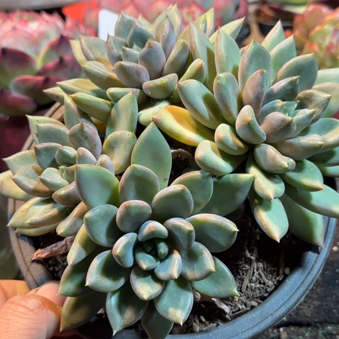 红象牙惊鸿一物一拍包装收缩花旱