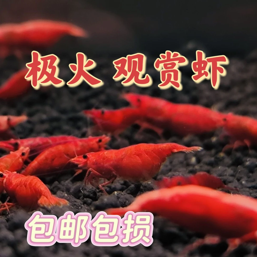 极火虾观赏虾淡水虾宠物虾樱花虾集火虾除藻虾工具虾繁殖虾草缸
