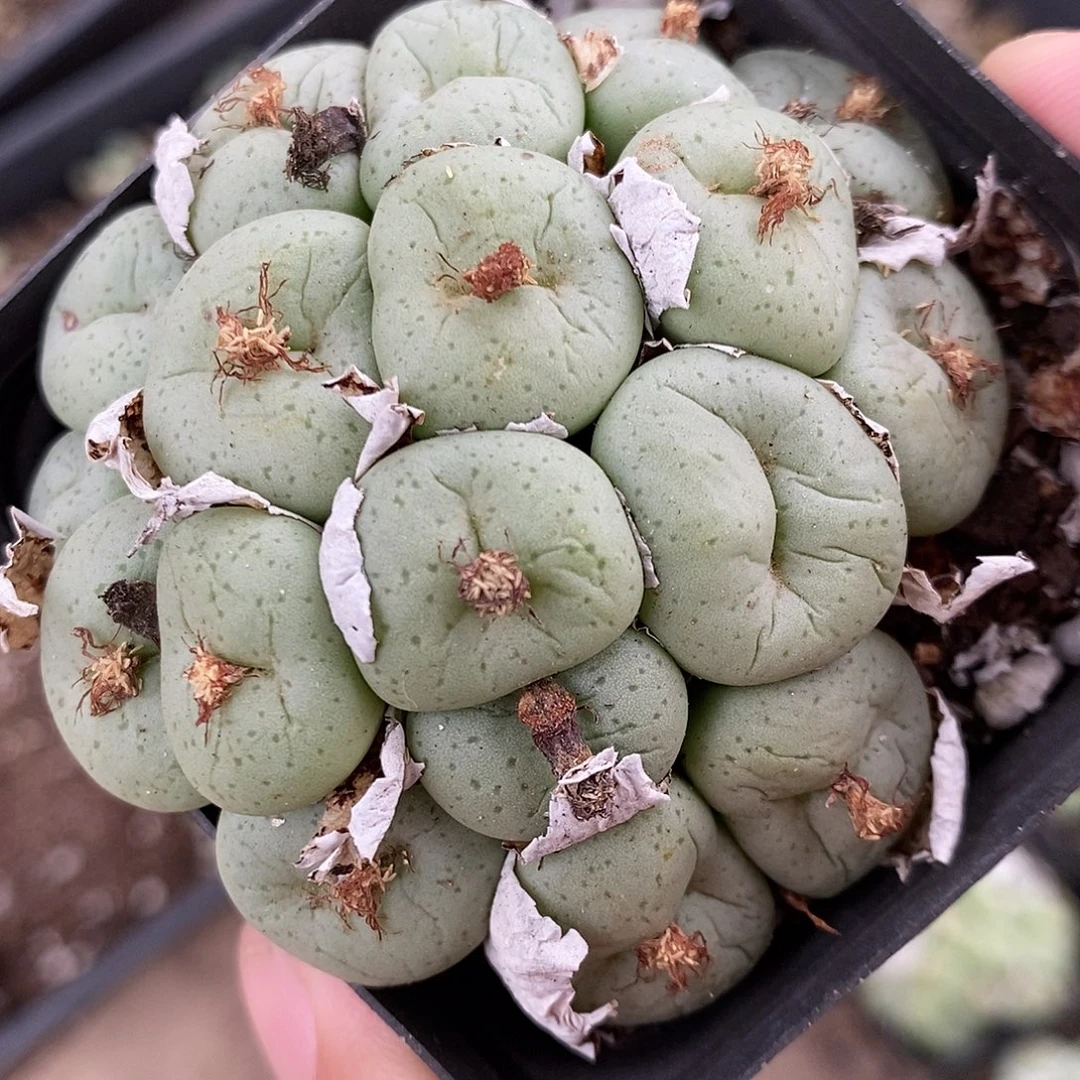 22120吕氏大饼一群。