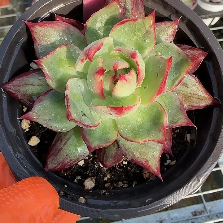 22 惊鸿仙子多肉植物6-9cm