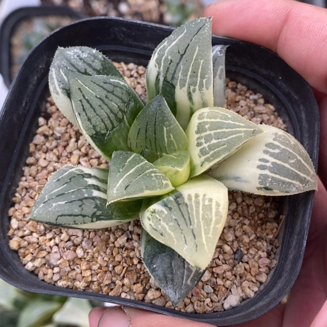 一颗实生磨面寿锦。