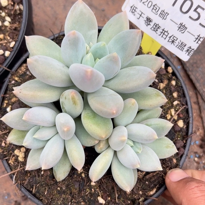 1211053 胖体哥特萝莉三头