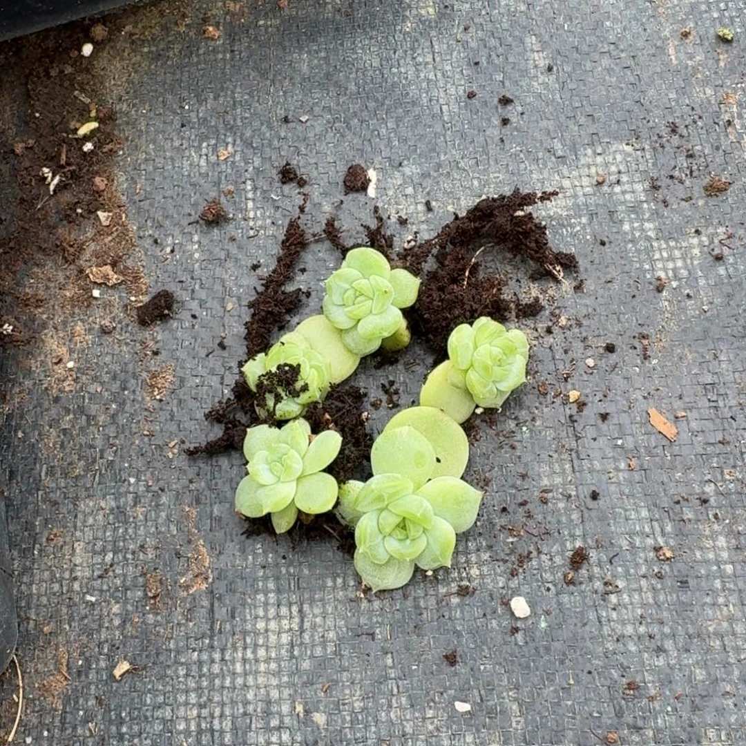 珍妮叶插苗一刻（灯附近）25-45