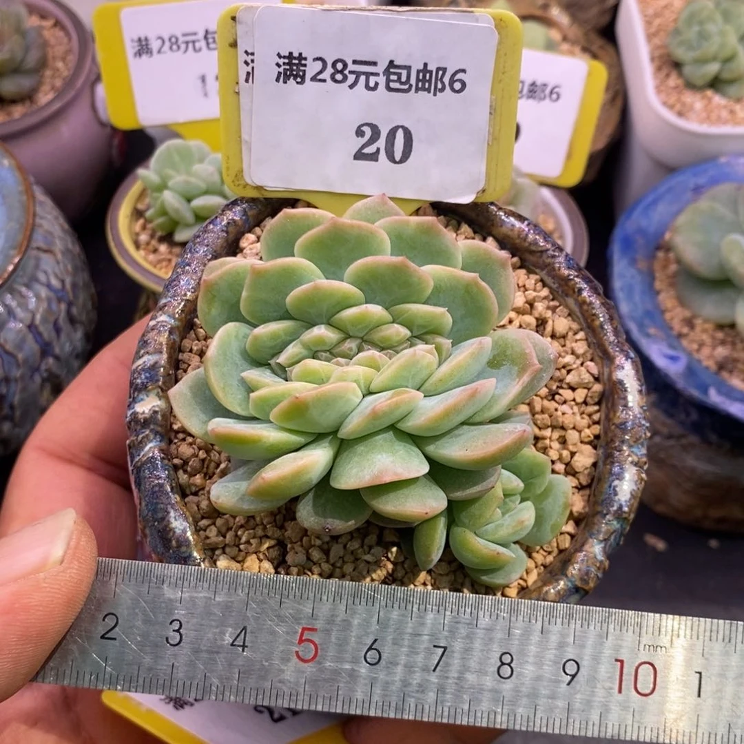 620，乌啦啦干冰缀多肉植物