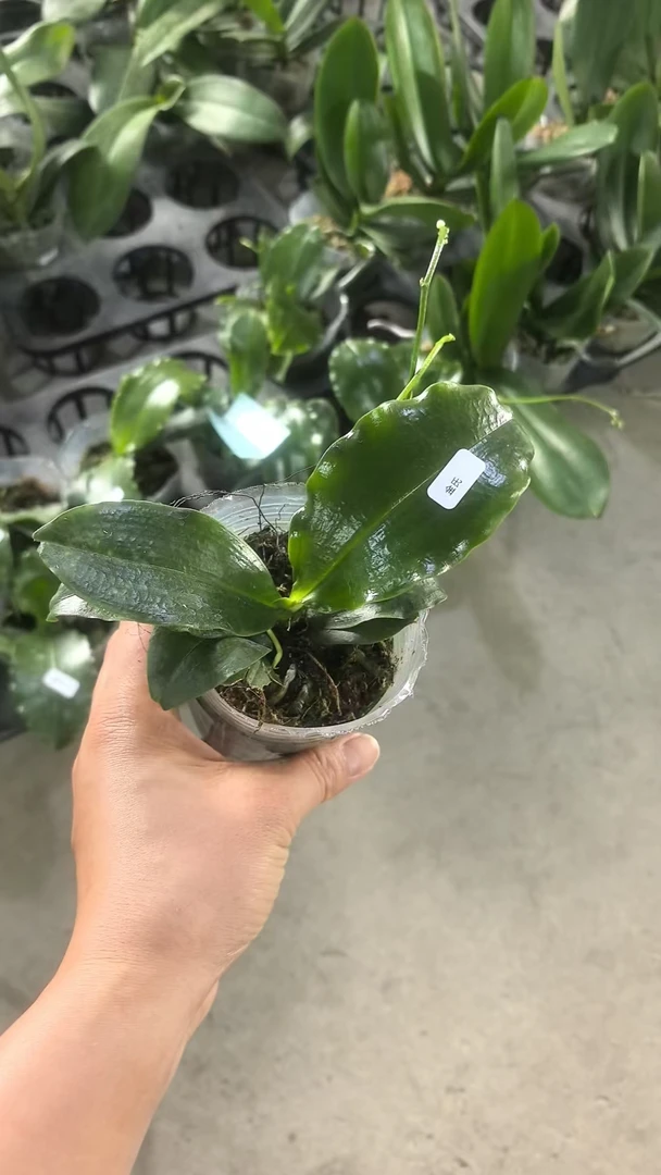 【实生金氏系列】蝴蝶兰杯苗子发货，以开花为准.【凑2颗发】