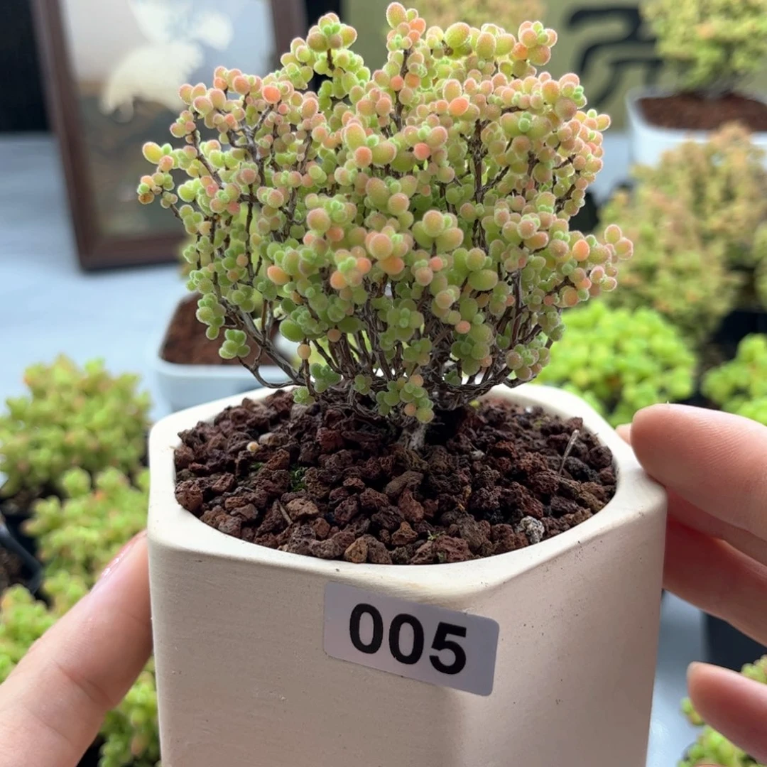 无花朵005蜜桔可爱多肉