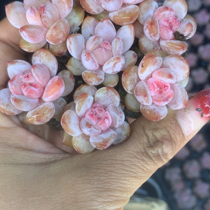 樱花粉。10颗。（满9.99包邮不满9.98发叶子）