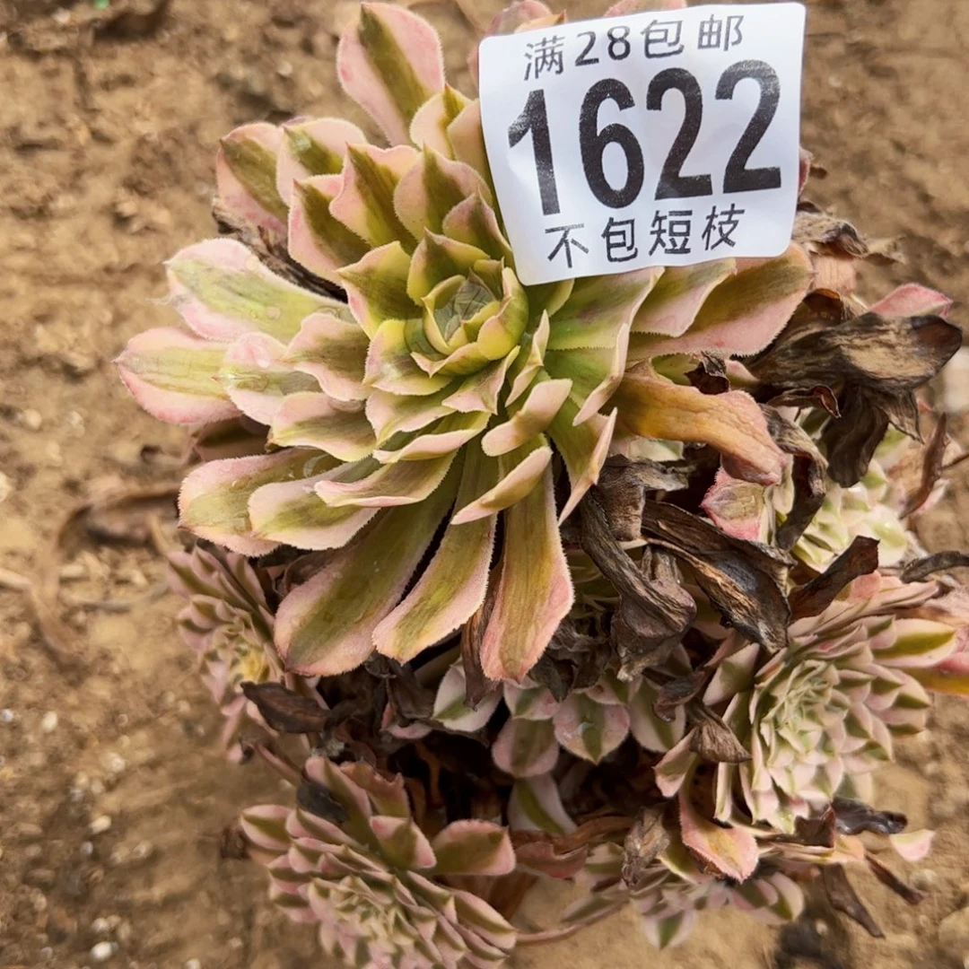 1622铜鼓多肉植物法师